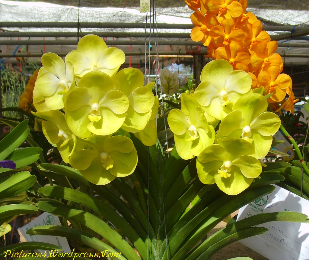 http://pictures4.files.wordpress.com/2011/03/green-vanda-orchid-flower-picture-01.jpg