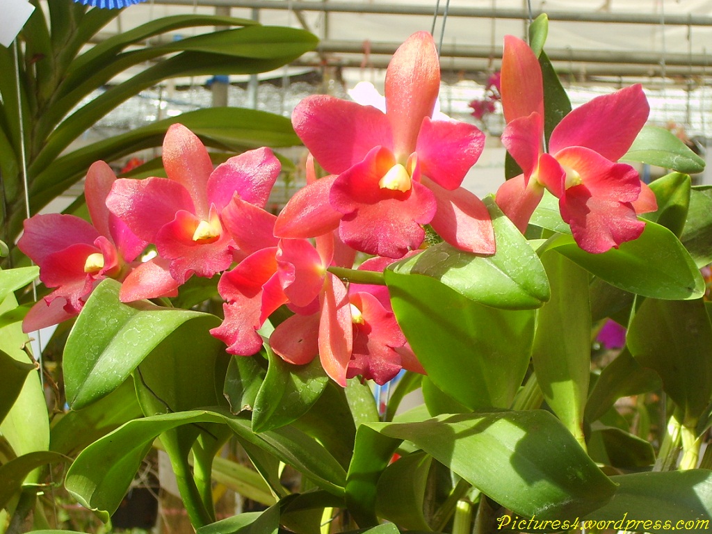 http://pictures4.files.wordpress.com/2011/03/red-2-cattleya-orchid-flower-picture-t.jpg