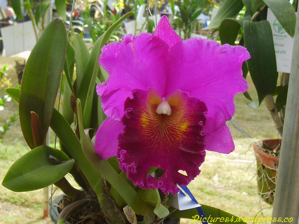 http://pictures4.files.wordpress.com/2011/03/red-pink-cattleya-orchid-flower-picture-t.jpg