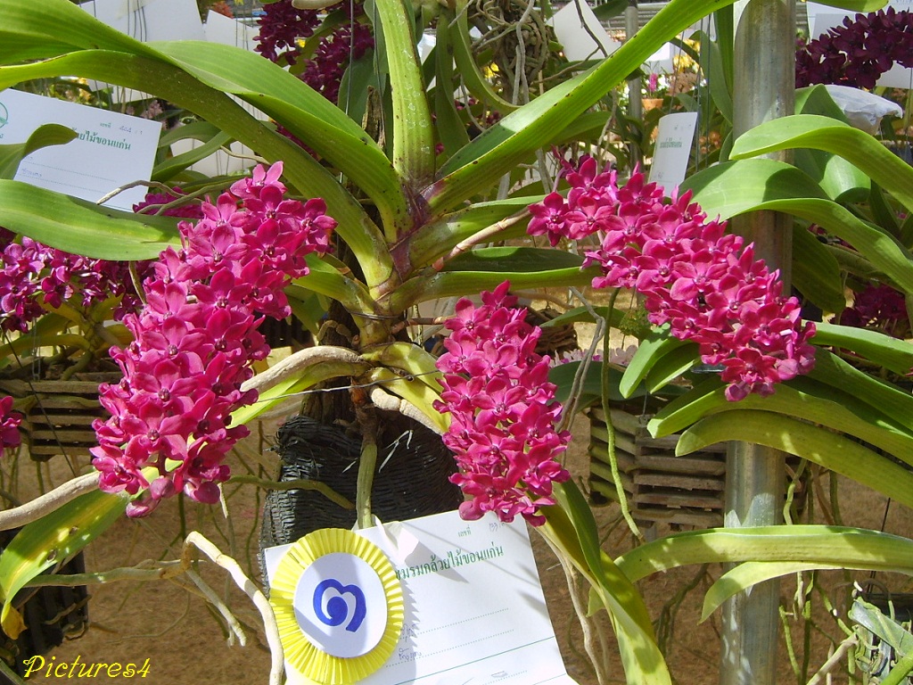 http://pictures4.files.wordpress.com/2011/03/red-rhynchostylis-gigantea-orchid-flower-picture-5.jpg