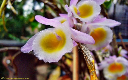Dendrobium Primulinum (Laos) Orchid Flower Picture