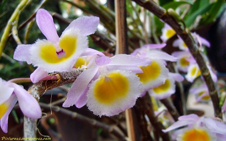 Dendrobium Primulinum (Laos) Orchid Flower Picture