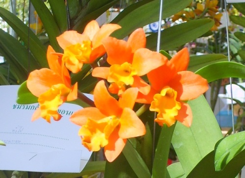 Cattleya Orchid Flower Picture