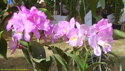 Pink Cattleya Orchid Flower Picture