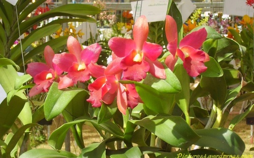 Red Cattleya Orchid Flower Picture