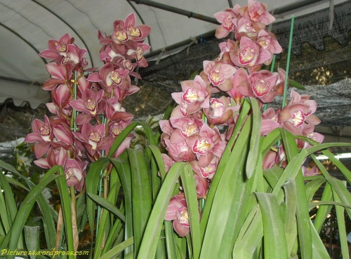 Red Cymbidium Orchid Flower Picture