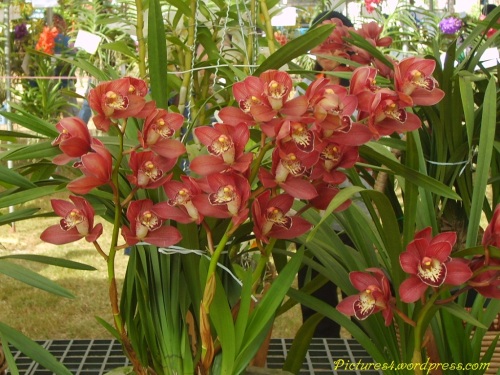 Red Cymbidium Orchid Flower Picture
