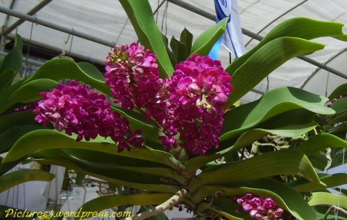 Red Rhynchostylis gigantea Orchid Flower Picture