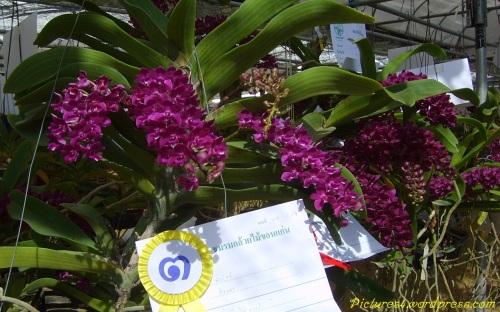 Red Rhynchostylis gigantea Orchid Flower Picture