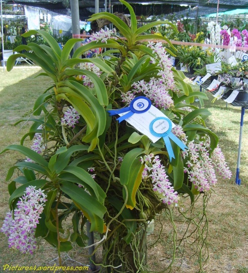 Rhynchostylis gigantea Orchid Flower Picture
