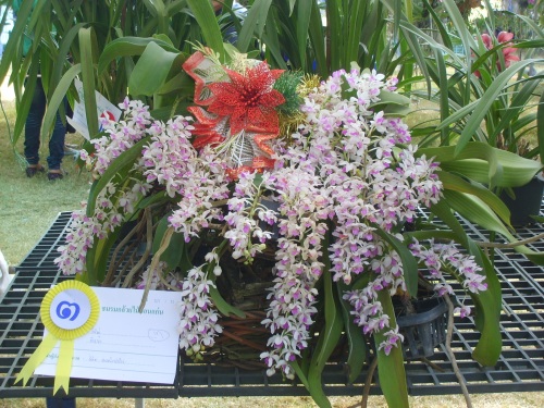 Rhynchostylis gigantea Orchid Flower Picture