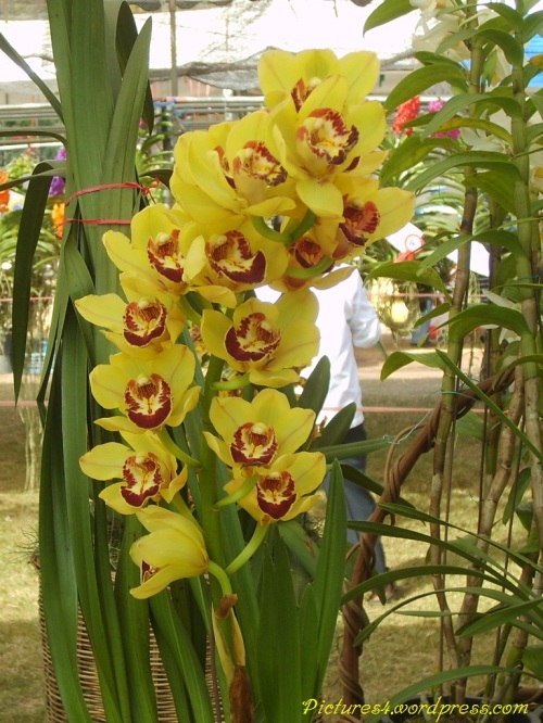 Yellow Cymbidium Orchid Flower Picture