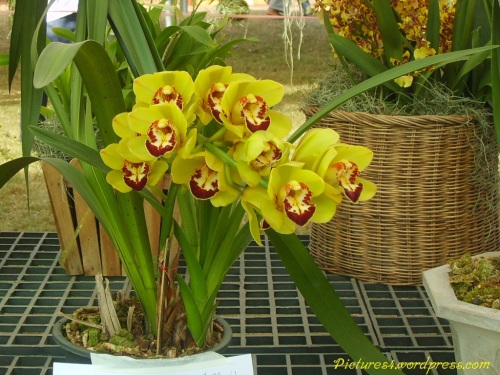 Yellow Cymbidium Orchid Flower Picture