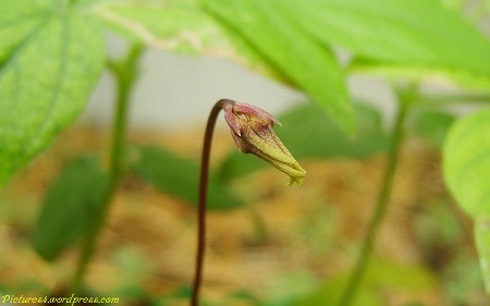 Bulbophyllum Cirrhopetalum Hybrid Orchid Flower Picture